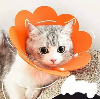 Лот аукциона Yahoo 送料無料 Mサイズ エリザベスカラー オレンジ 花 ペット 猫 No.844 C.