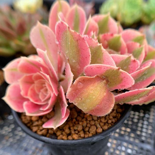 多肉植物アエオニウム ❤︎ メデューサ法師木立☆長足 www