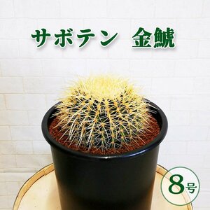 玉サボテン 金鯱 キンシャチ 8号鉢 多肉植物 カクタス サボテン ドライガーデン