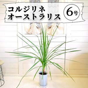 コルジリネ オーストラリス 6号 鉢植え ドライガーデン リゾートガーデン