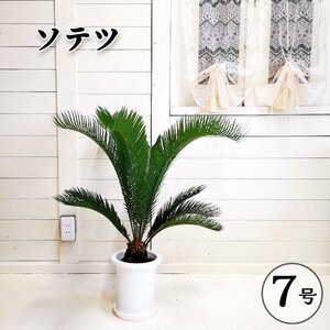 現品販売 ソテツ 蘇鉄 7号 鉢植え 庭木 ドライガーデン