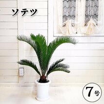 現品販売 ソテツ 蘇鉄 7号 鉢植え 庭木 ドライガーデン_画像1