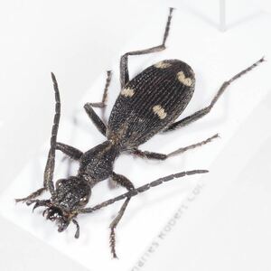 アフリカのゴミムシ Eccoptoptera sp.