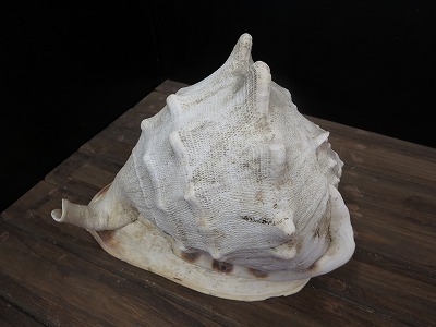 トウカムリ貝殻 千年貝 沖縄産 GCVbCmofa9 - godawaripowerispat.com