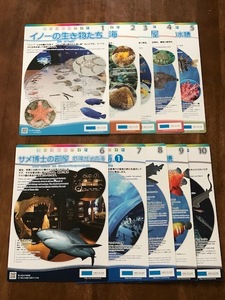 ★沖縄★美ら海水族館★美ら海観察ガイド★全10種セット（10枚）