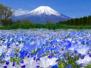 世界遺産 富士山とネモフィラ畑 写真 A4又は2L版 額付き
