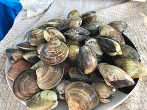 3【国産】 活はまぐり（中）5.5kg●鮮度抜群！同梱無制限！！【高級食材をお手頃価格でご家庭に・贈答用に】