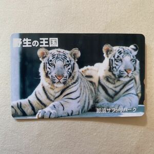 0930　虎　動物　トラ　2頭正面向き　野生の王国　那須サファリパーク