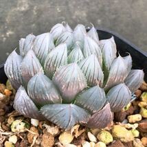 ハオルチア ブラックオブツーサ 錦の斑抜け Haworthia blck obtusa ハオルシア オブツーサ 多肉植物 _画像1