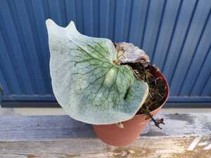 ヤフオク コウモリラン グランデ の落札相場 落札価格 ヤフオク コウモリラン グランデ の落札相場 落札価格