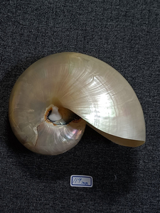 オウムガイ Nautilus pompilius (polished) 119mm