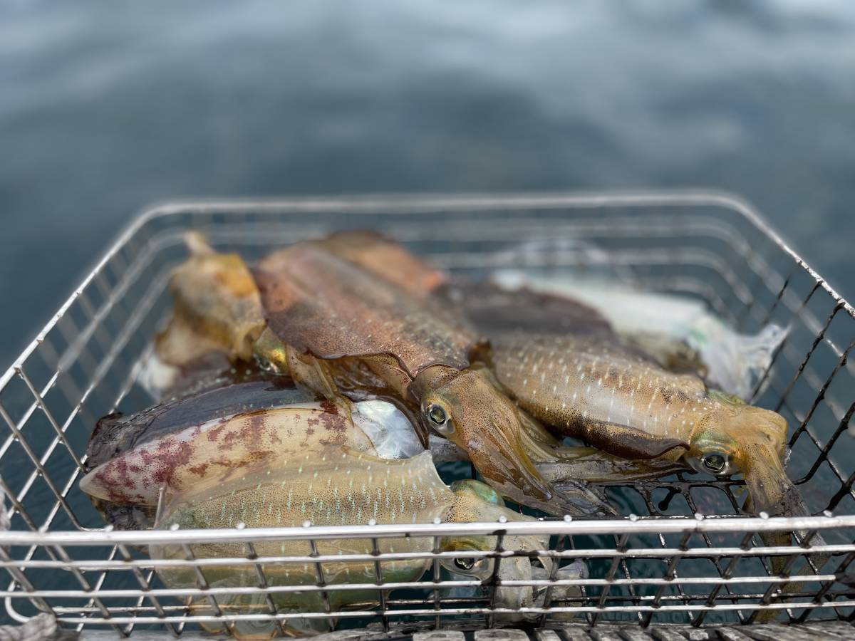 アオリイカ 島根県 島根半島産 刺身用 柔らかく美味しい 8 0g Onaparaguay Com