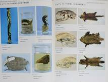 『日本の魚学・水産学事始め フランツ・ヒルゲンドルフ展』 図録 別冊解説パンフレット付 剥製標本 魚類 哺乳類 爬虫類_画像5