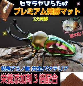 nijiiro stag beetle. production egg .! evolved! premium 3 next departure . stag beetle mat! nutrition addition agent * symbiosis bacteria 3 times combination! Miyama, Anne te also eminent!