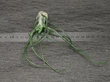 Tillandsia bulbosa Hybrid チランジア・ブルボーサ ハイブリッド★エアプランツEP★第四種送料無料★税別1円～!!_画像3