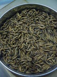 ジャイアントミルワームの値段と価格推移は 234件の売買情報を集計したジャイアントミルワームの価格や価値の推移データを公開 ジャイアントミルワームの値段と価格推移は 234件の売買情報を集計したジャイアントミルワームの価格や価値の推移データを公開