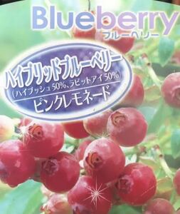 ハイブッシュ50%ラビットアイ50%交配 ピンクレモネード ブルーベリー苗木