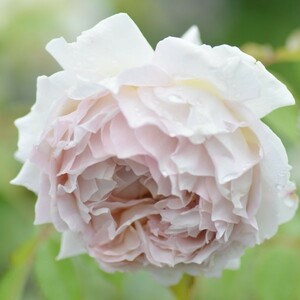 ★バラ苗★Ｓ★　ローズ ローブ ドール　◎金色をまとう薔薇♪　６号　Ｏ