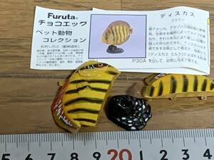 H◎【売切セール】ディスカス　ブラウン　チョコエッグ　ペット動物コレクション　Furuta　フルタ