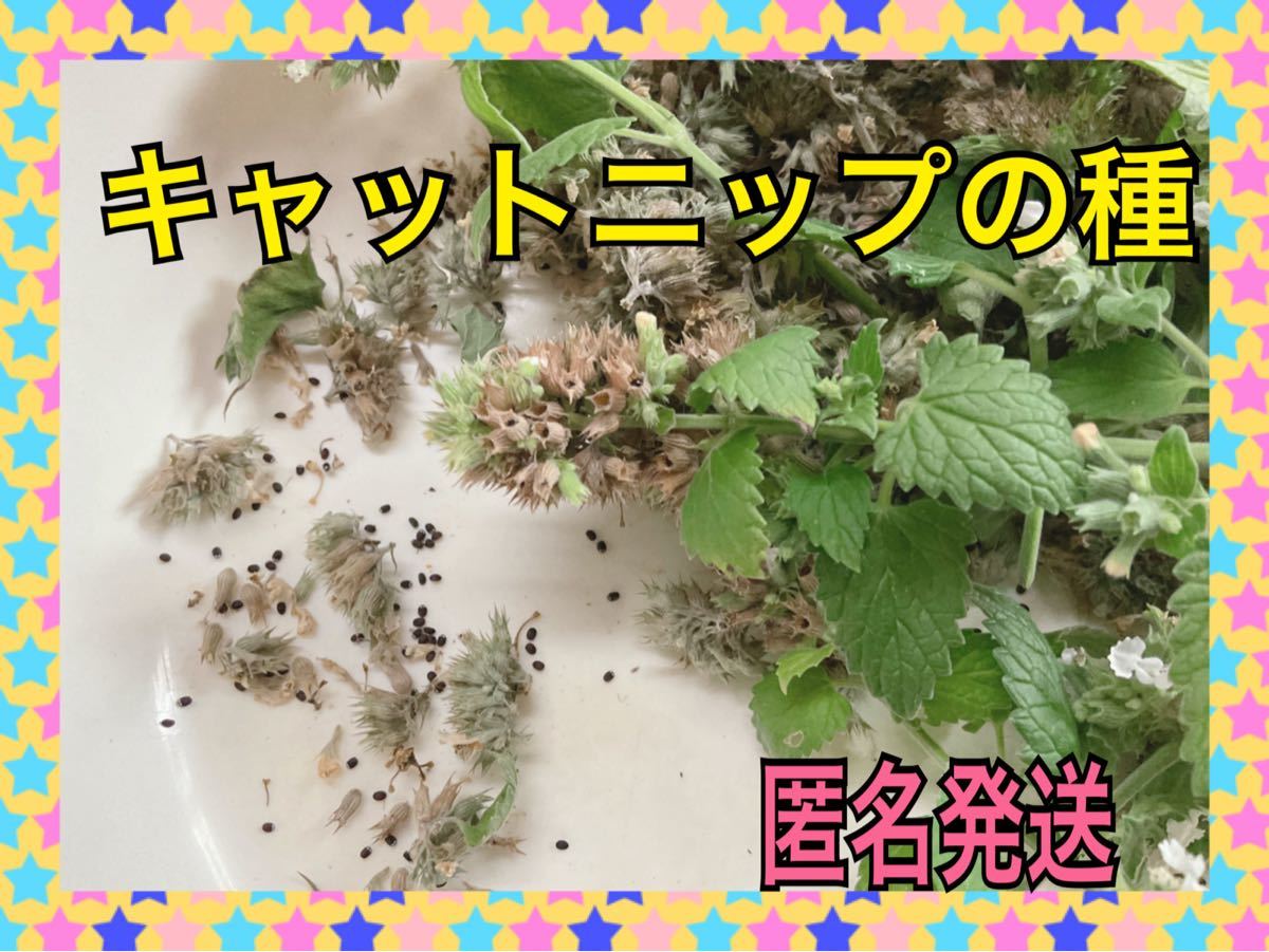 キャットニップ☆イヌハッカ 種 100粒以上! 植物 | wildfusions.com