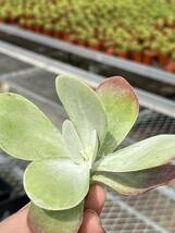 多肉植物 エケベリア デザートローズ唐印 Kalanchoe thyrsiflora 25株 サボテン 観葉植物 花 園芸 多肉植物 超美苗 bkf83_画像1