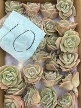 多肉植物 エケベリア ラブリーローズ Echeveria Lovely Rose 10株　 超美苗 サボテン 観葉植物 花 園芸 akf10_画像4