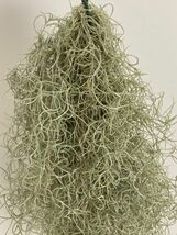 1978 Tillandsia usneoides var. Lametta Hair ティランジア ウスネオイデス var. ラメッタヘアー 第四種郵便無料 エアープランツ_画像3