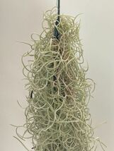 【 広報用 】 1円スタート !! 1972 Tillandsia usneoides var. Curly ティランジア ウスネオイデス var. カーリー エアプランツ チランジア_画像4