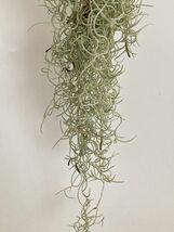 【 広報用 】 1円スタート !! 1972 Tillandsia usneoides var. Curly ティランジア ウスネオイデス var. カーリー エアプランツ チランジア_画像5