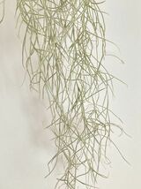 1962 Tillandsia usneoides var. Capellini ティランジア ウスネオイデス var. カッペリーニ 第四種郵便無料 エアープランツ チランジア_画像5