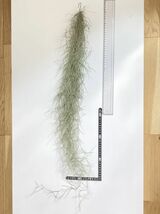 1962 Tillandsia usneoides var. Capellini ティランジア ウスネオイデス var. カッペリーニ 第四種郵便無料 エアープランツ チランジア_画像9