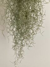 1978 Tillandsia usneoides var. Lametta Hair ティランジア ウスネオイデス var. ラメッタヘアー 第四種郵便無料 エアープランツ_画像8