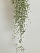 【 広報用 】 1円スタート !! 1972 Tillandsia usneoides var. Curly ティランジア ウスネオイデス var. カーリー エアプランツ チランジア_画像3