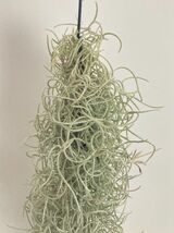 【 広報用 】 1円スタート !! 1972 Tillandsia usneoides var. Curly ティランジア ウスネオイデス var. カーリー エアプランツ チランジア_画像2