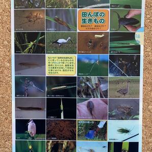 田んぼのいきもの A4クリアファイル