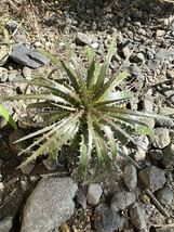 斑入り ディッキア ダコタ Dyckia Dakota ブロメリア_画像1