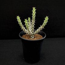 σ ユーフォルビア コルニクラタ 3号 Euphorbia corniculata 多肉植物 サボテン コルニクラータ_画像2