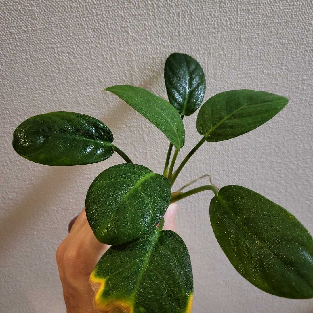 ヤフオク! -「鮫肌」(その他) (観葉植物)の落札相場・落札価格