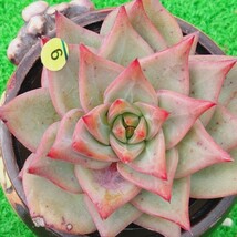 0925-Y509 Red Dragon エケベリア 多肉植物 韓国苗_画像2