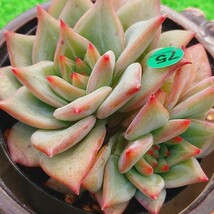 0928-G175 Red Dragon エケベリア 多肉植物 韓国苗_画像2