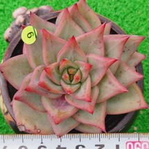 0925-Y509 Red Dragon エケベリア 多肉植物 韓国苗_画像1