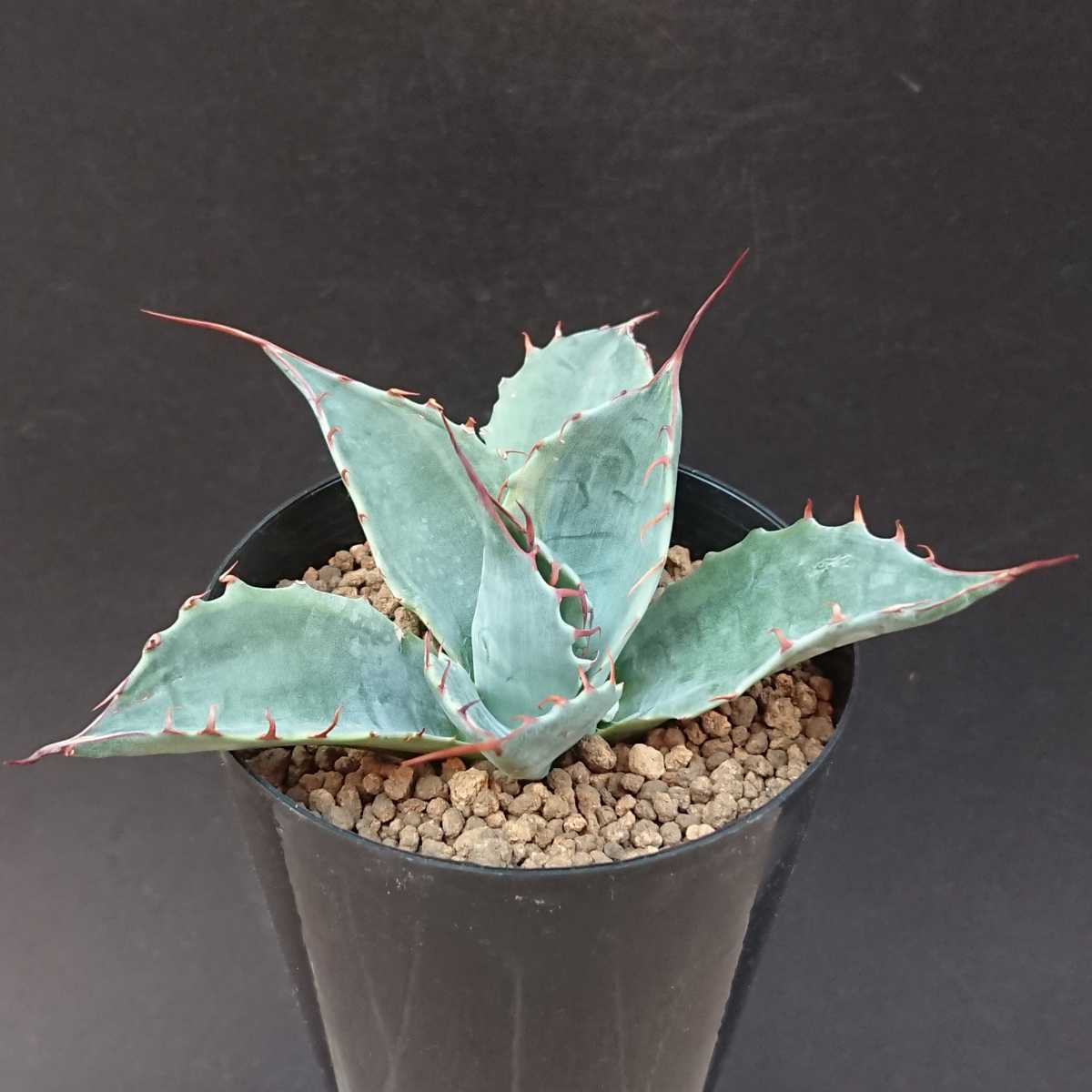ヤフオク! -「ファイヤーボール」(アガベ) (観葉植物)の落札相場・落札価格
