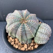 【003】オベサ・カエスピトーサ（Euphorbia obesa) (検)コーデックス 塊根植物 サボテン_画像1