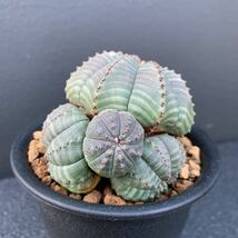 【003】オベサ・カエスピトーサ（Euphorbia obesa) (検)コーデックス 塊根植物 サボテン_画像8