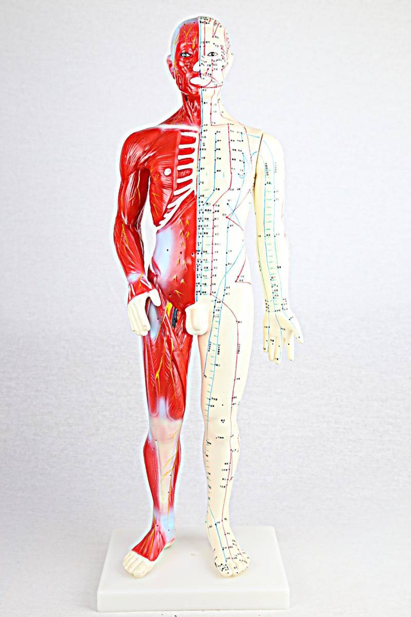 ヤフオク! -筋肉人体模型の中古品・新品・未使用品一覧