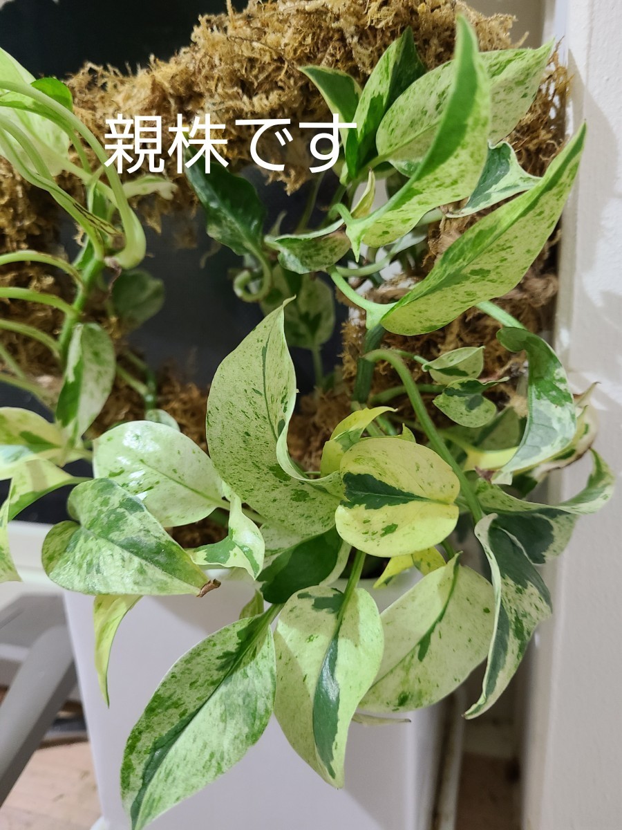 品質が完璧 ポトス エクセレント 発根済み3 saporeitaliano.cl