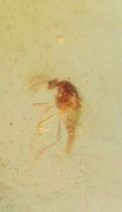 琥珀 バーマイト モスキート 蚊 ミャンマー琥珀 ジュラシックパーク 16592