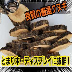 クヌギ材の輪切り【5枚セット】クワガタ、カブトムシの足場に最適!転倒防止・隠れ家、交尾の場所にも抜群!ケース内のディスプレイにも!