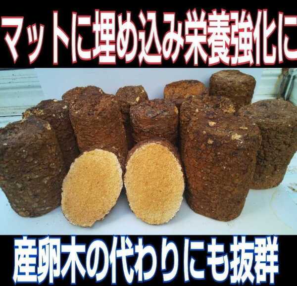 カブトムシ幼虫の栄養強化に☆椎茸廃菌床【5ブロック】発酵マットに埋め込むと幼虫が潜り込みモリモリ食べて大きくなる!クヌギ100%原料