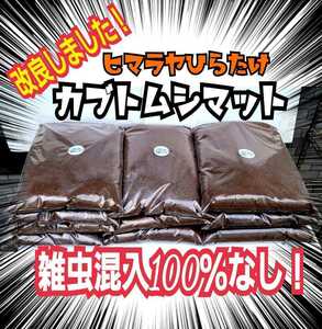  domestic production rhinoceros beetle . eminent! nutrition addition agent entering improvement version! departure . mat [5 sack set ] larva . round futoshi .! production egg also! interior manufacture therefore . insect *kobae. . go in none 